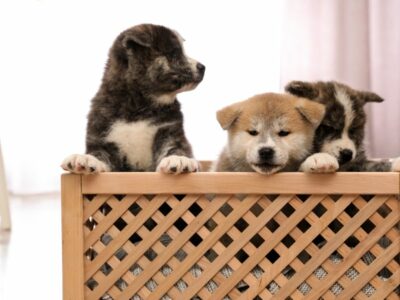 A Step-by-Step Guide to Crate Train Your Puppy